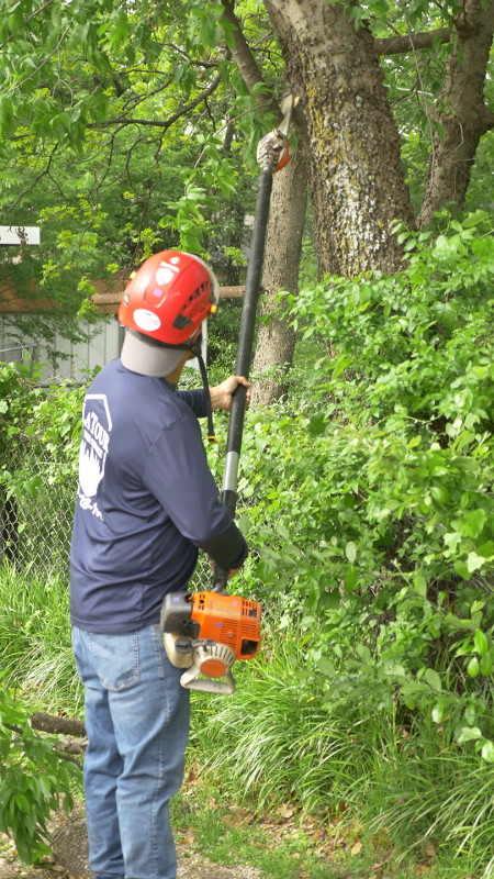 Keller Tree Pruning