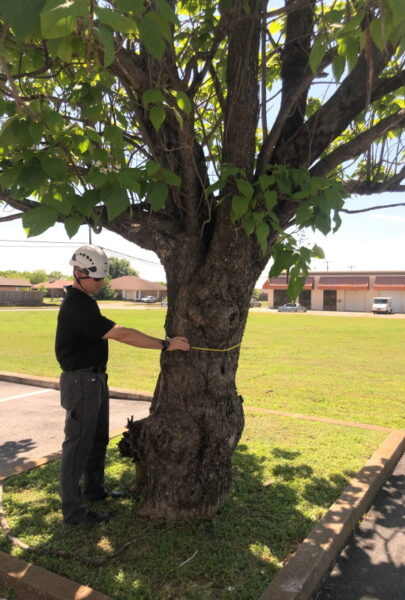 Tree Assessment