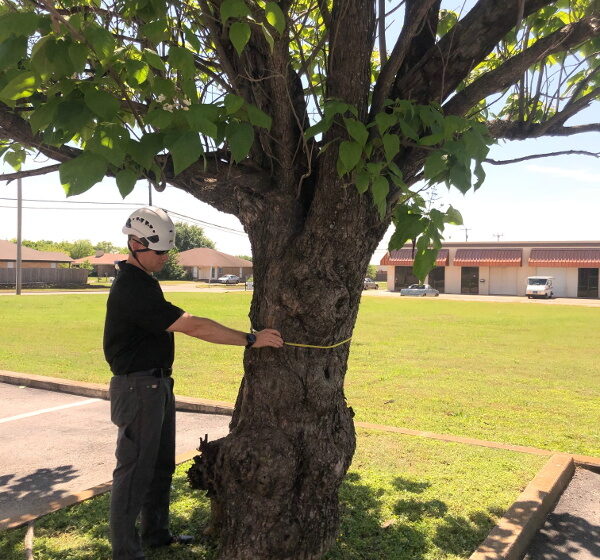 Tree Assessment