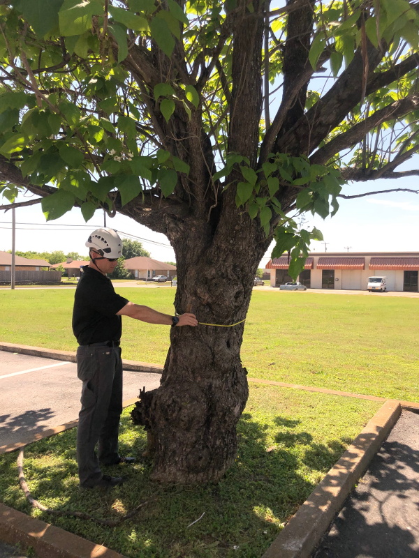 Tree Assessment