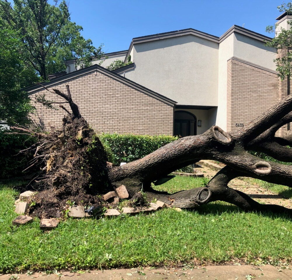 Storm Damage Tree Cleanup