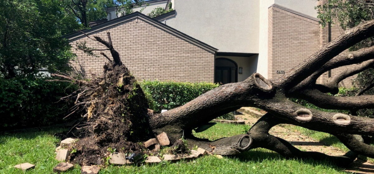 Storm Damage Tree Cleanup