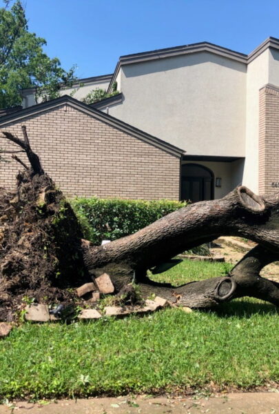 Storm Damage Tree Cleanup